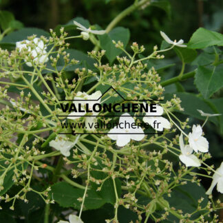 HYDRANGEA anomala petiolaris en Juillet