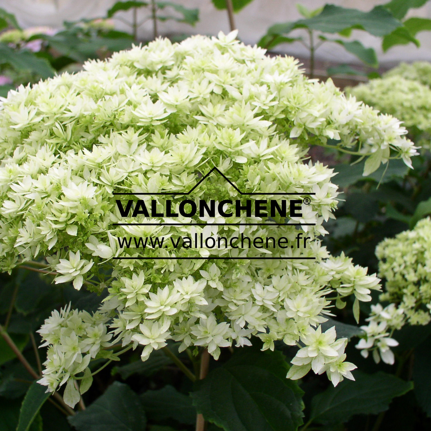 HYDRANGEA arborescens 'Hayes Starburst' en Janvier