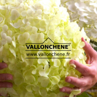 HYDRANGEA arborescens 'Incrediball' en Janvier