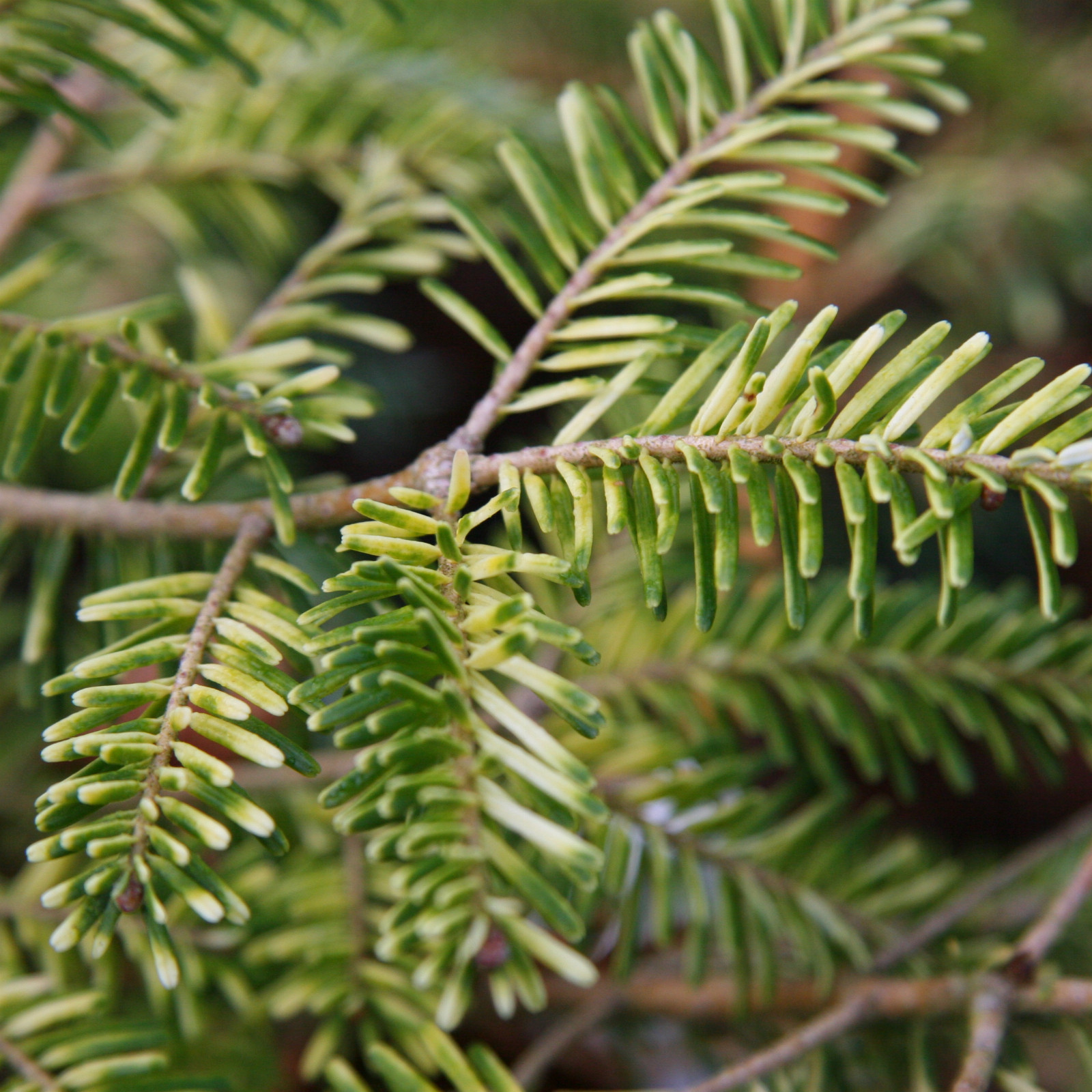 ABIES nebrodensis ‘Sicilian Gold’ en Novembre