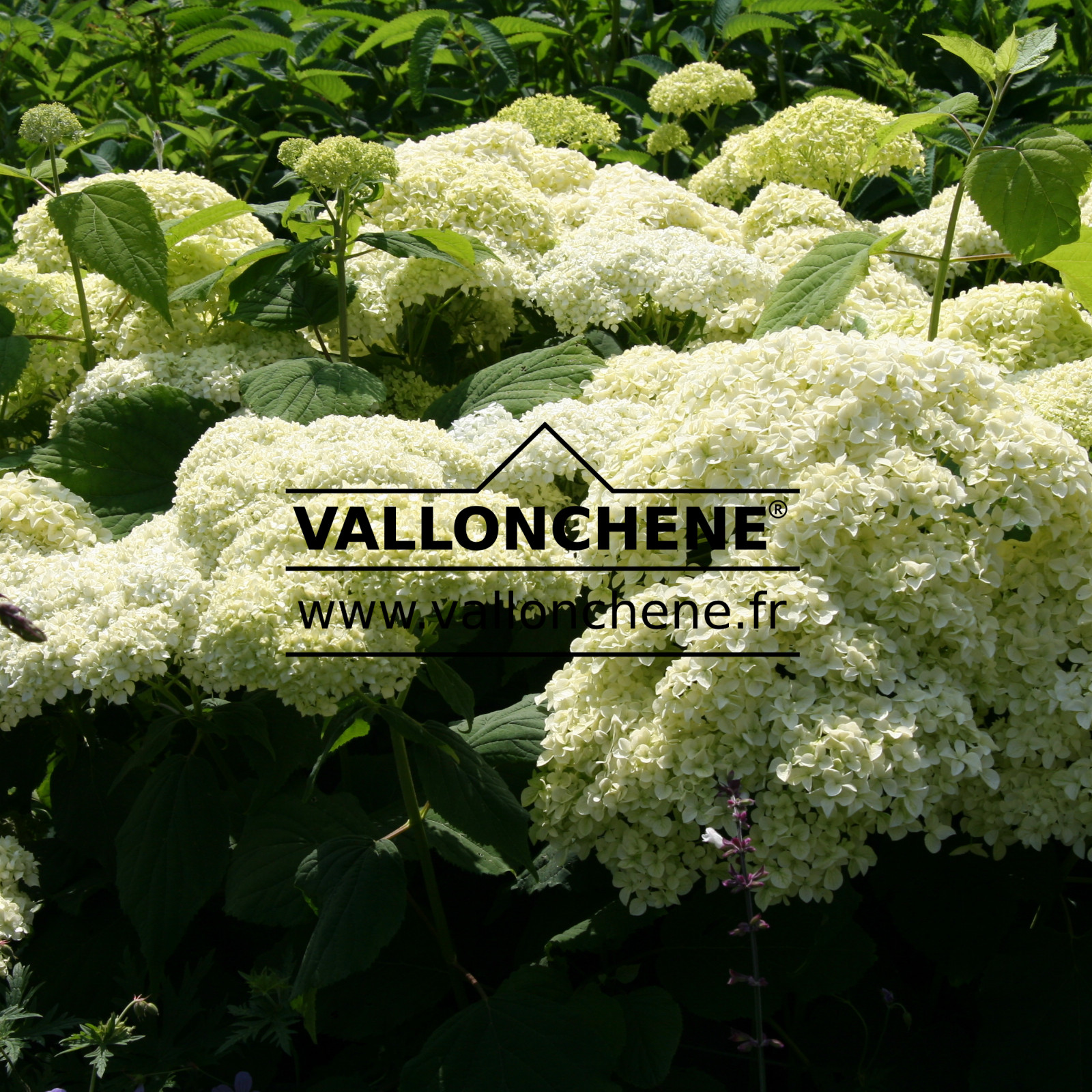 HYDRANGEA arborescens ‘Incrediball’ en Juillet