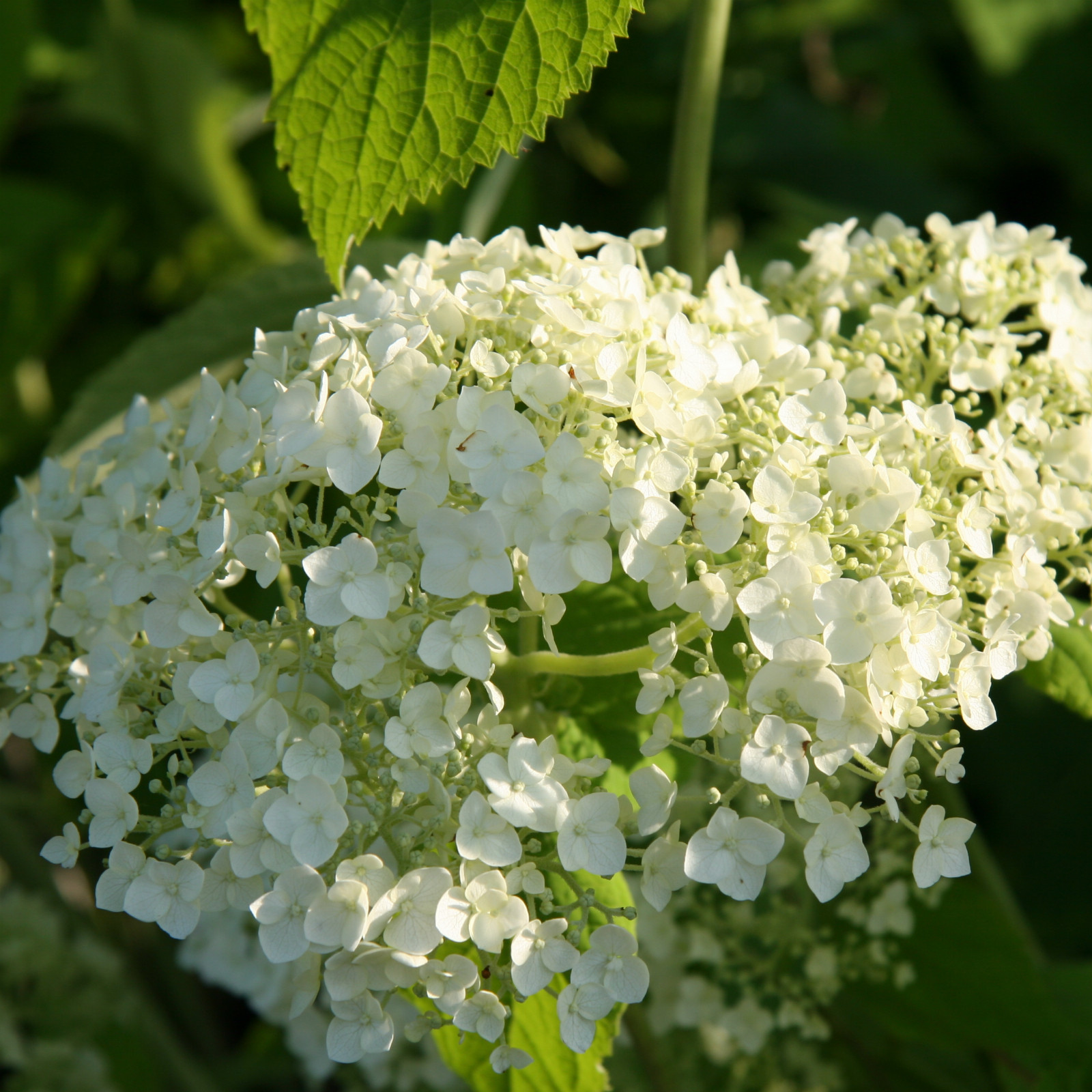 HYDRANGEA arborescens ‘Incrediball’ en Juillet