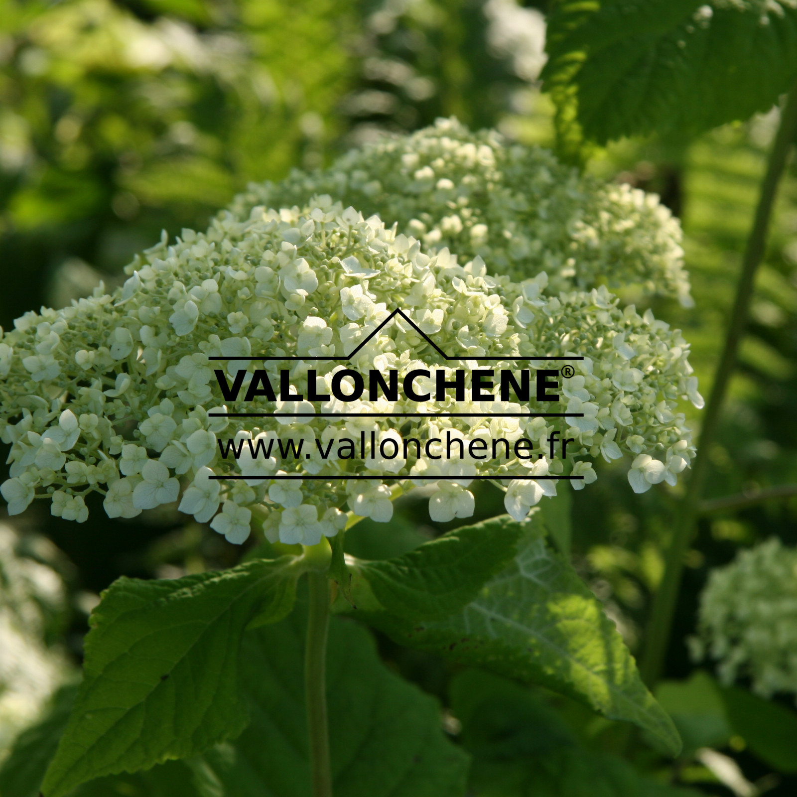 HYDRANGEA arborescens ‘Incrediball’ en Juillet