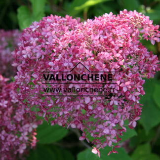 HYDRANGEA arborescens 'Invincibelle' en Juillet
