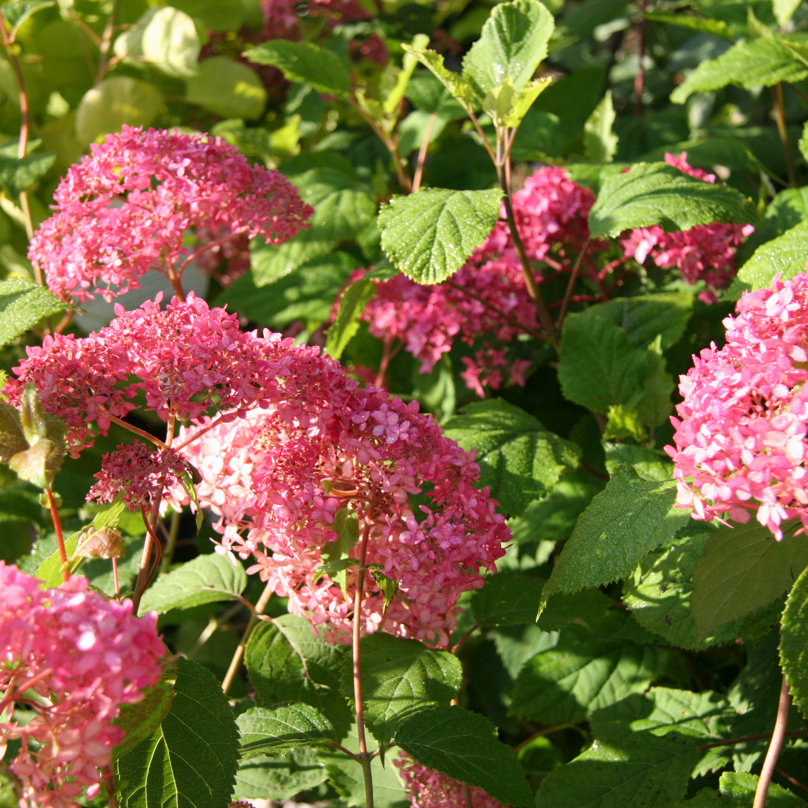 HYDRANGEA arborescens ‘Invincible’ en Août