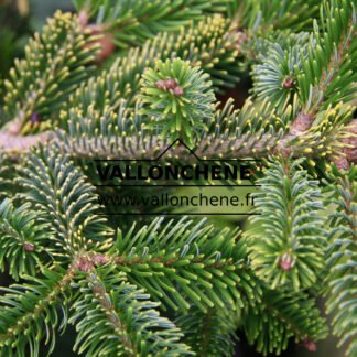 ABIES nordmanniana 'Aurea' en Novembre