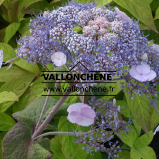 HYDRANGEA aspera 'Anthony Bullivant' en Janvier