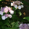 HYDRANGEA aspera 'Anthony Bullivant' en Juillet