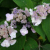 HYDRANGEA aspera 'Anthony Bullivant' en Juillet