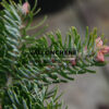 ABIES cephalonica 'Greg's Broom' en Novembre