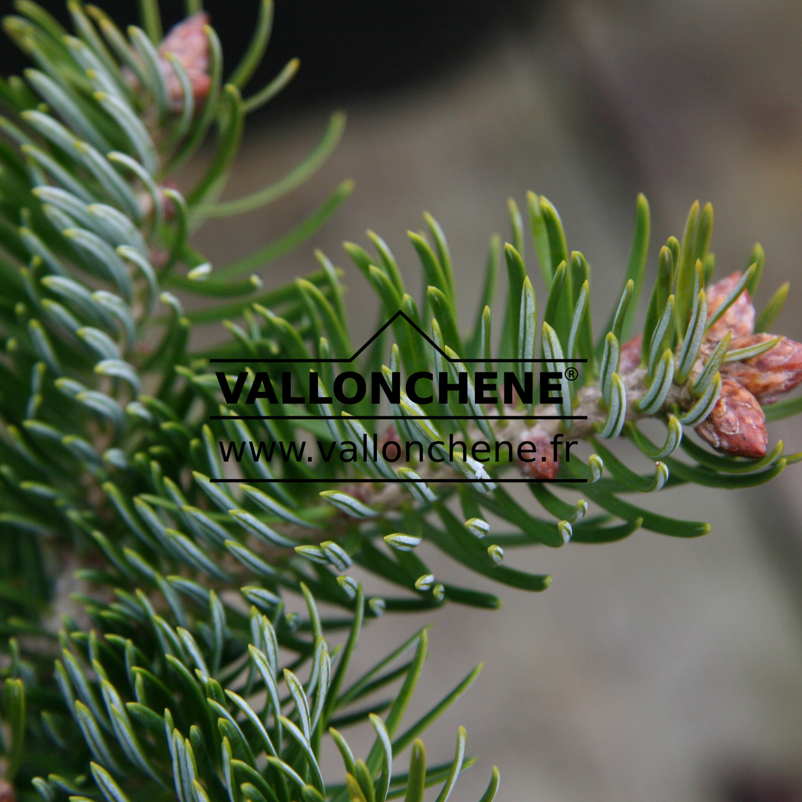 ABIES cephalonica 'Greg's Broom' en Novembre