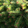 ABIES nordmanniana ‚Barabit’s Compacta‘ en Octobre