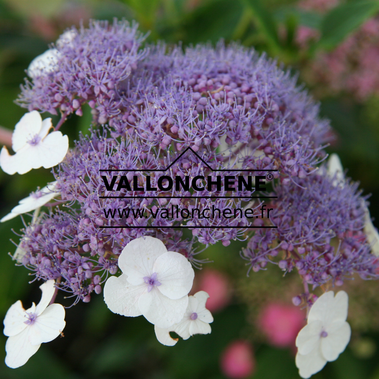 HYDRANGEA aspera 'Mauvette' en Juillet