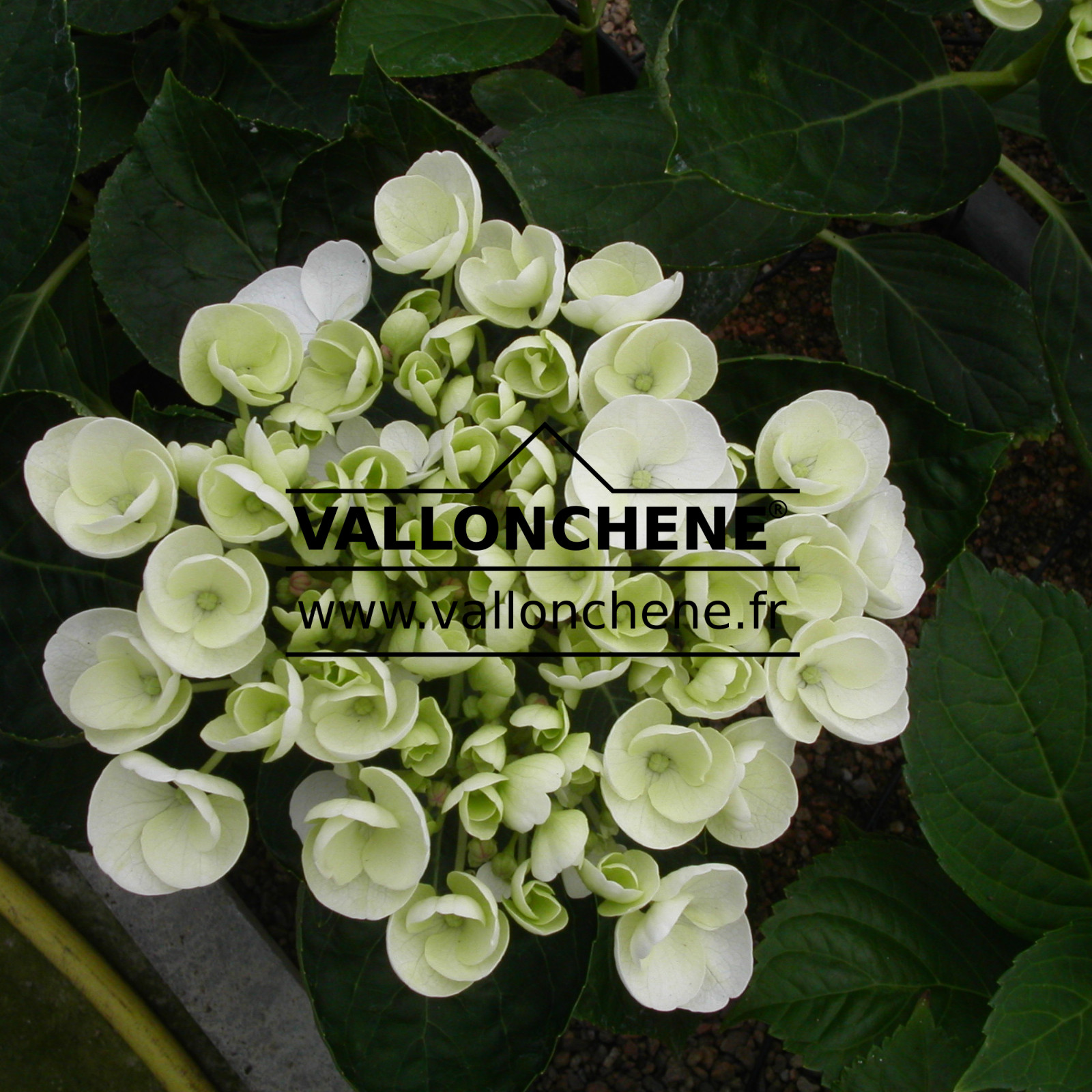 HYDRANGEA ‘Holibel’
