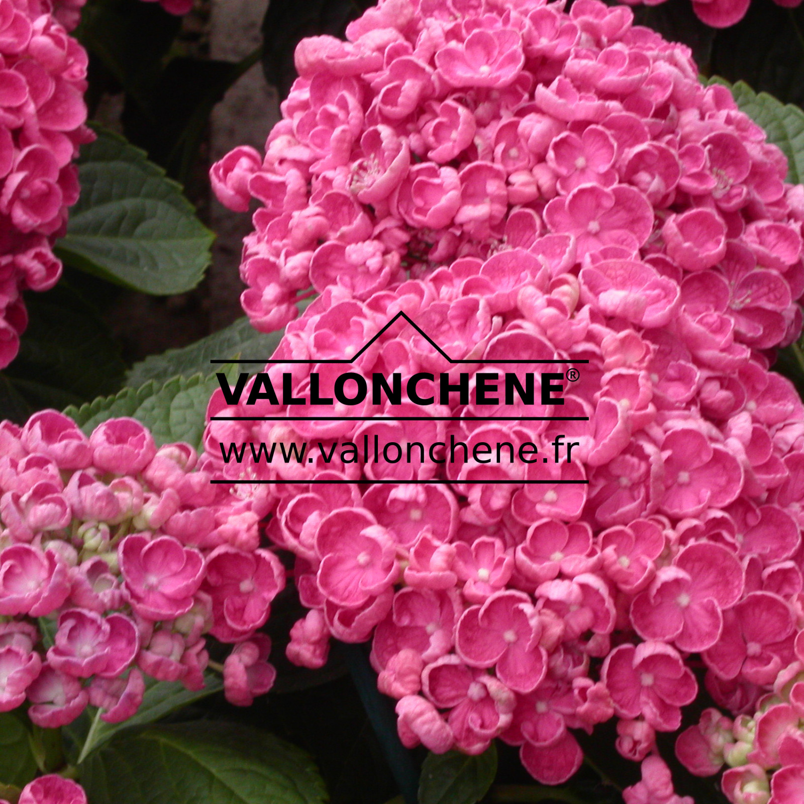HYDRANGEA ‘Hopcorn rose’