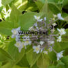 HYDRANGEA involucrata ‘Yoraku Tama’ en Janvier