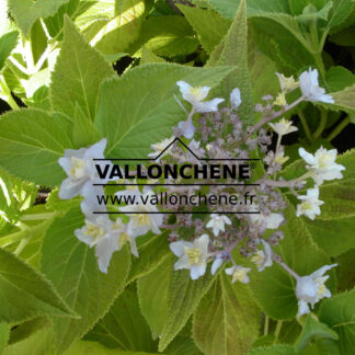 HYDRANGEA involucrata 'Yoraku Tama' en Janvier