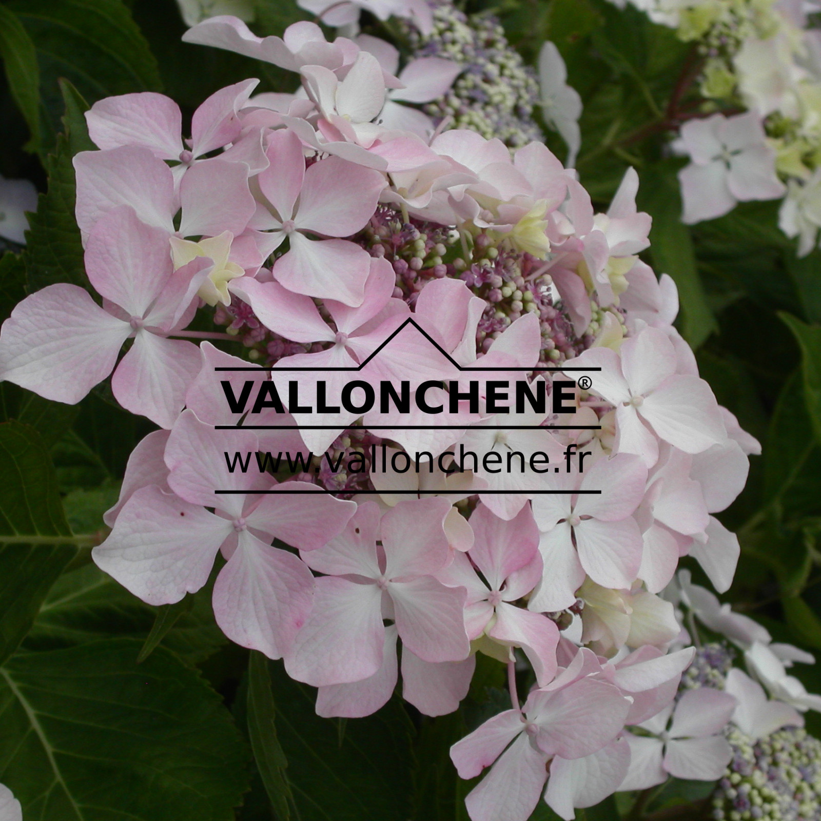 HYDRANGEA macrophylla ‘Beauté Vendomoise’