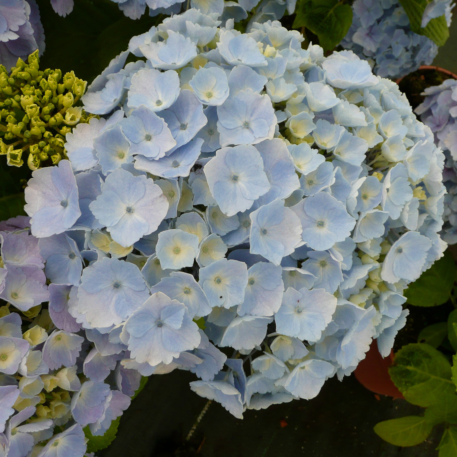 HYDRANGEA macrophylla ‚Homigo‘ en Juin