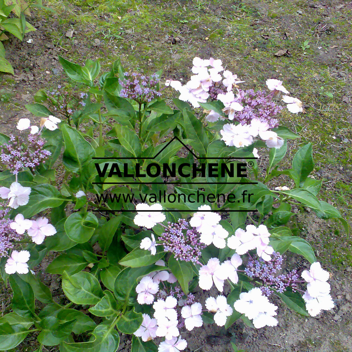 HYDRANGEA macrophylla ‘Mikamba’
