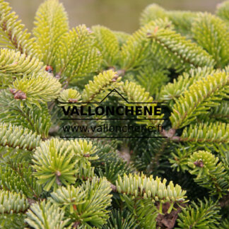 ABIES nordmanniana 'Dobrichovice W.B.' en Mars