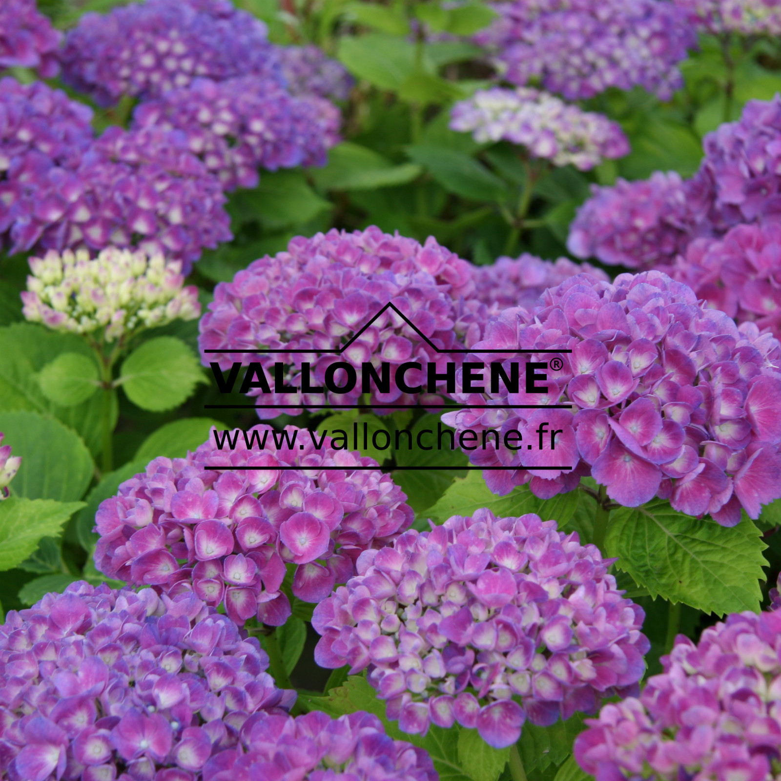 HYDRANGEA macrophylla 'Schöne Bautznerin' en Juillet