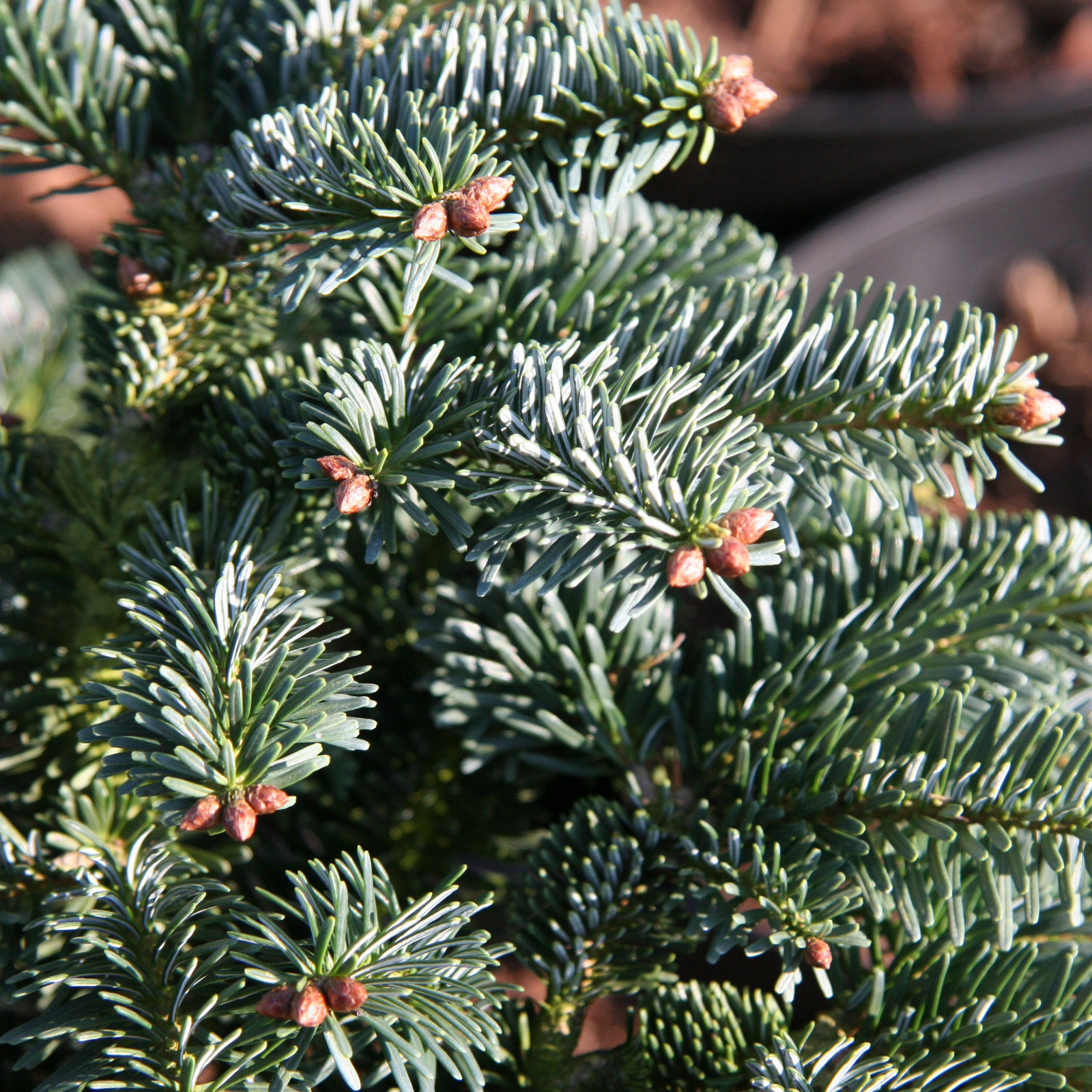 ABIES nordmanniana ‚Dobrichovice W.B.‘ en Février