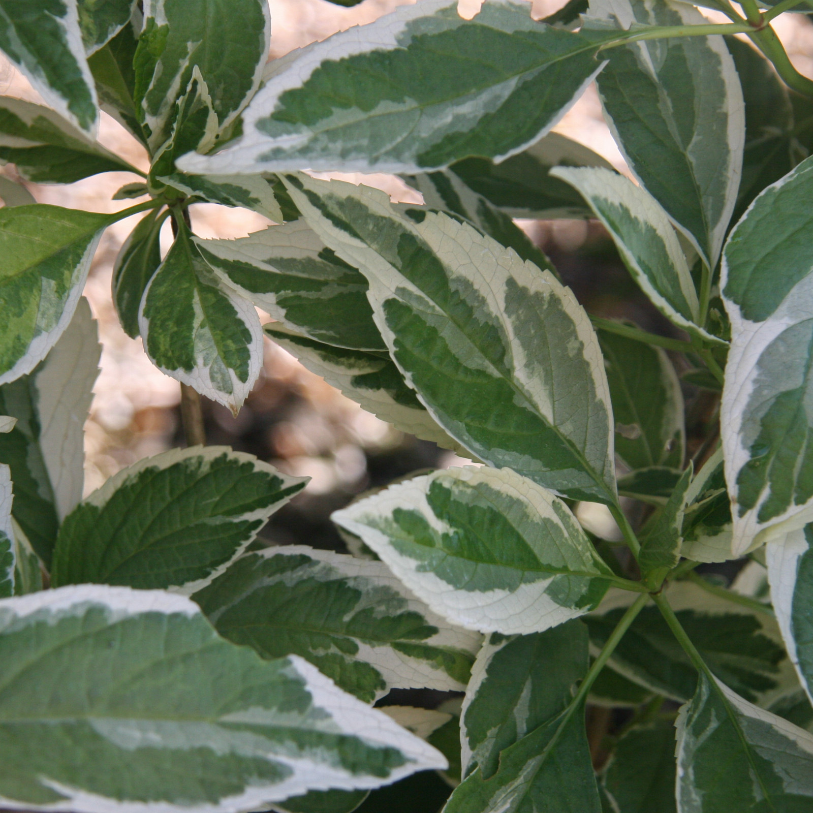 HYDRANGEA macrophylla 'Tricolor' (Teller) en Septembre