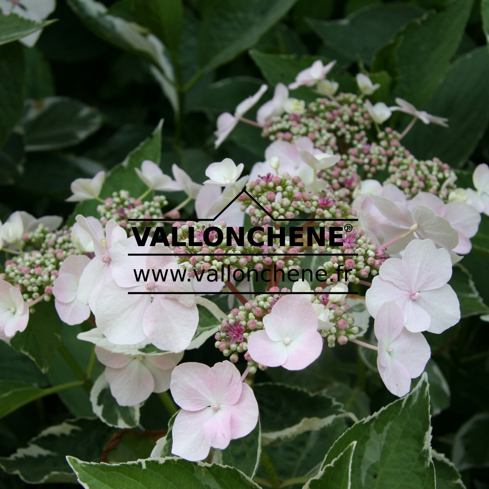 HYDRANGEA macrophylla ‘Tricolor’ (Teller) en Juillet