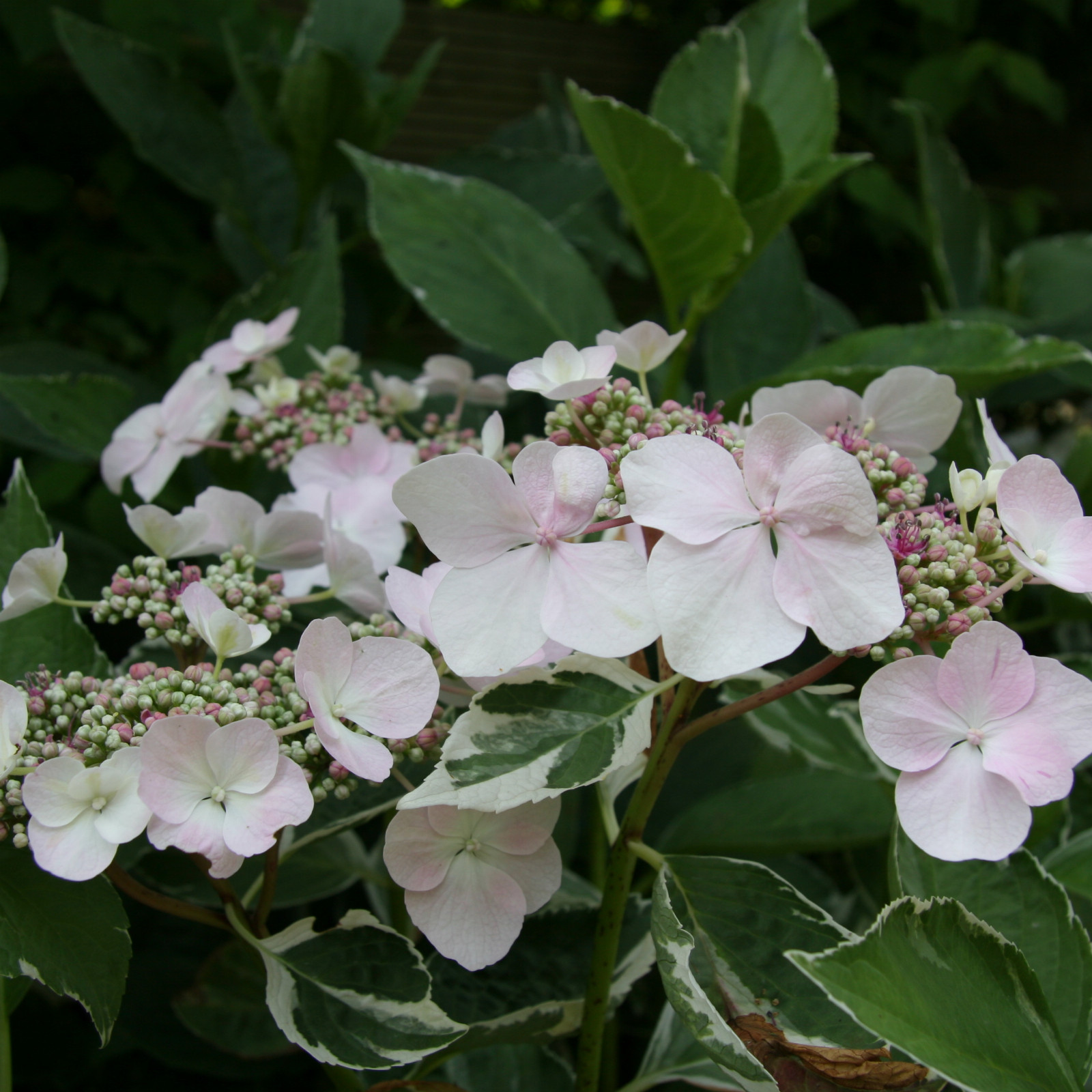 HYDRANGEA macrophylla ‘Tricolor’ (Teller) en Juillet