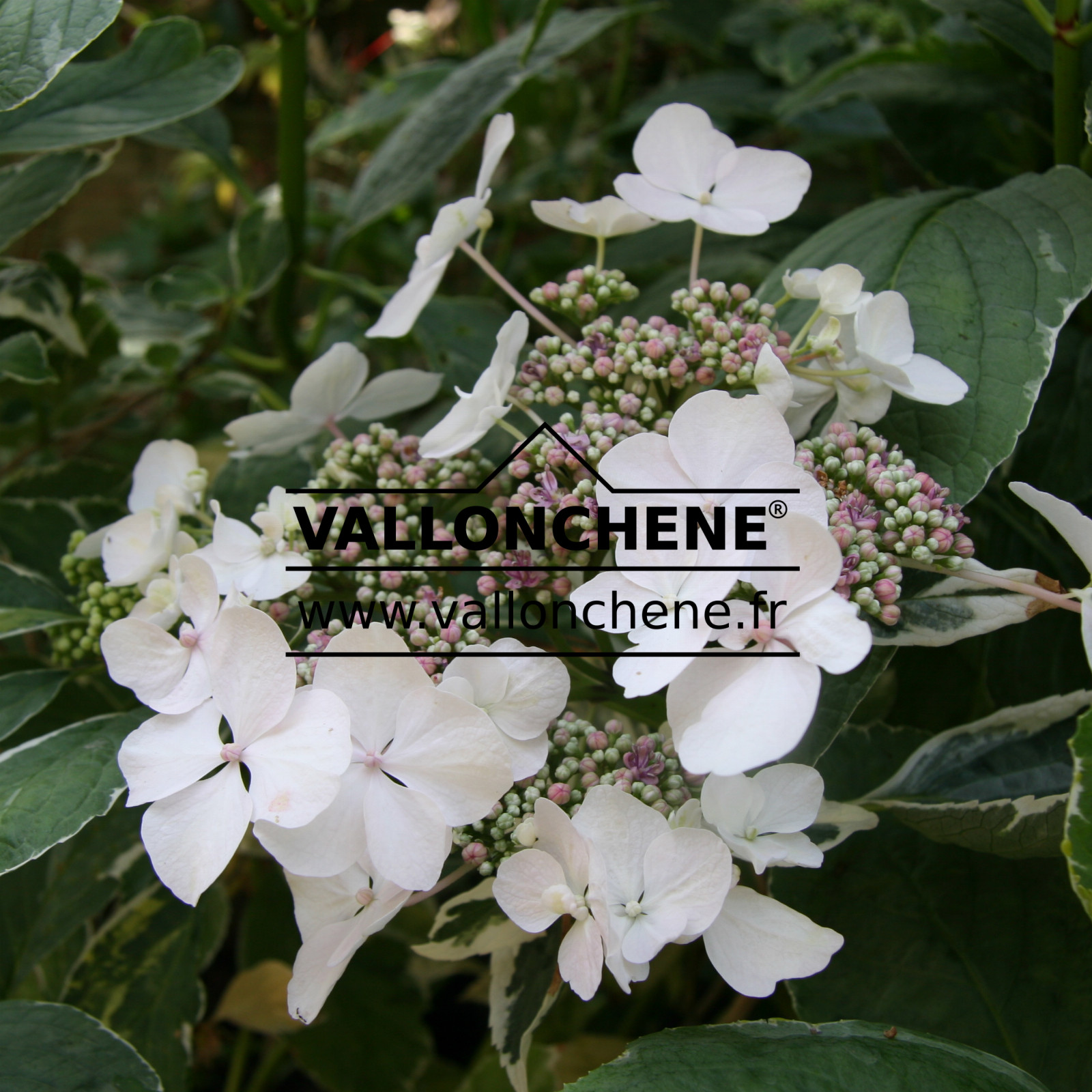 HYDRANGEA macrophylla ‘Tricolor’ (Teller) en Juillet