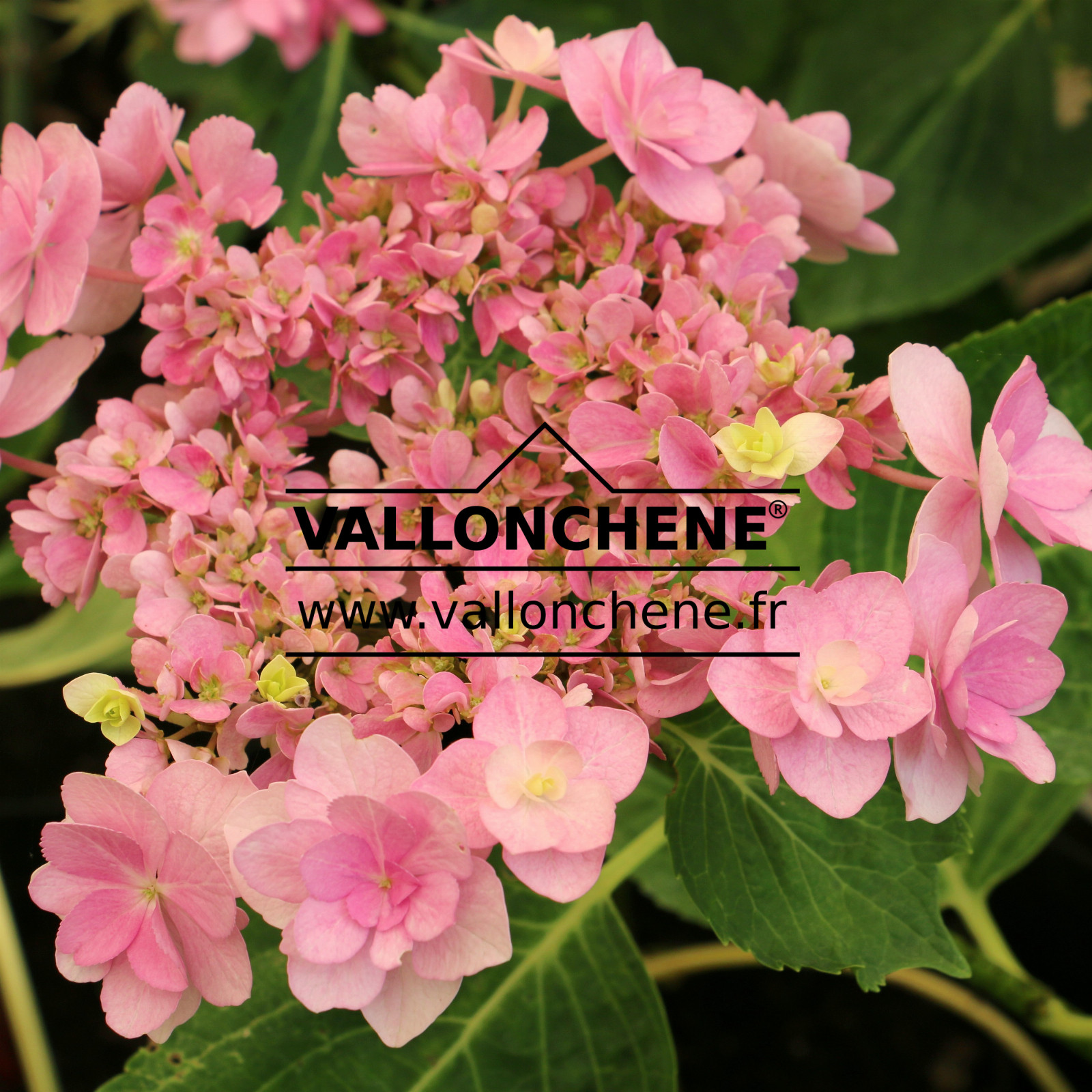 HYDRANGEA macrophylla ‚You and Me Forever Pink‘ en Juin