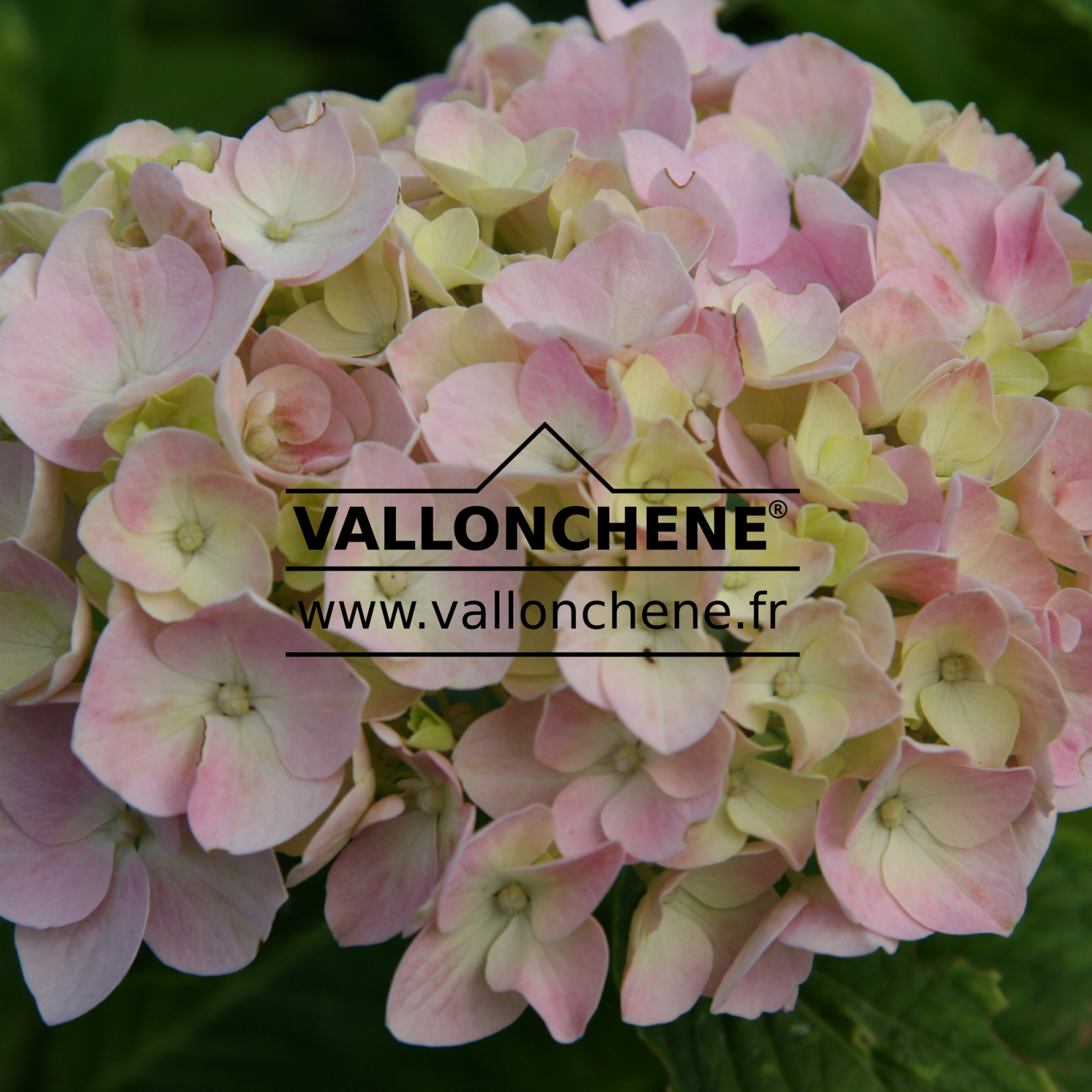 HYDRANGEA ‘Mini Penny’ en Juin