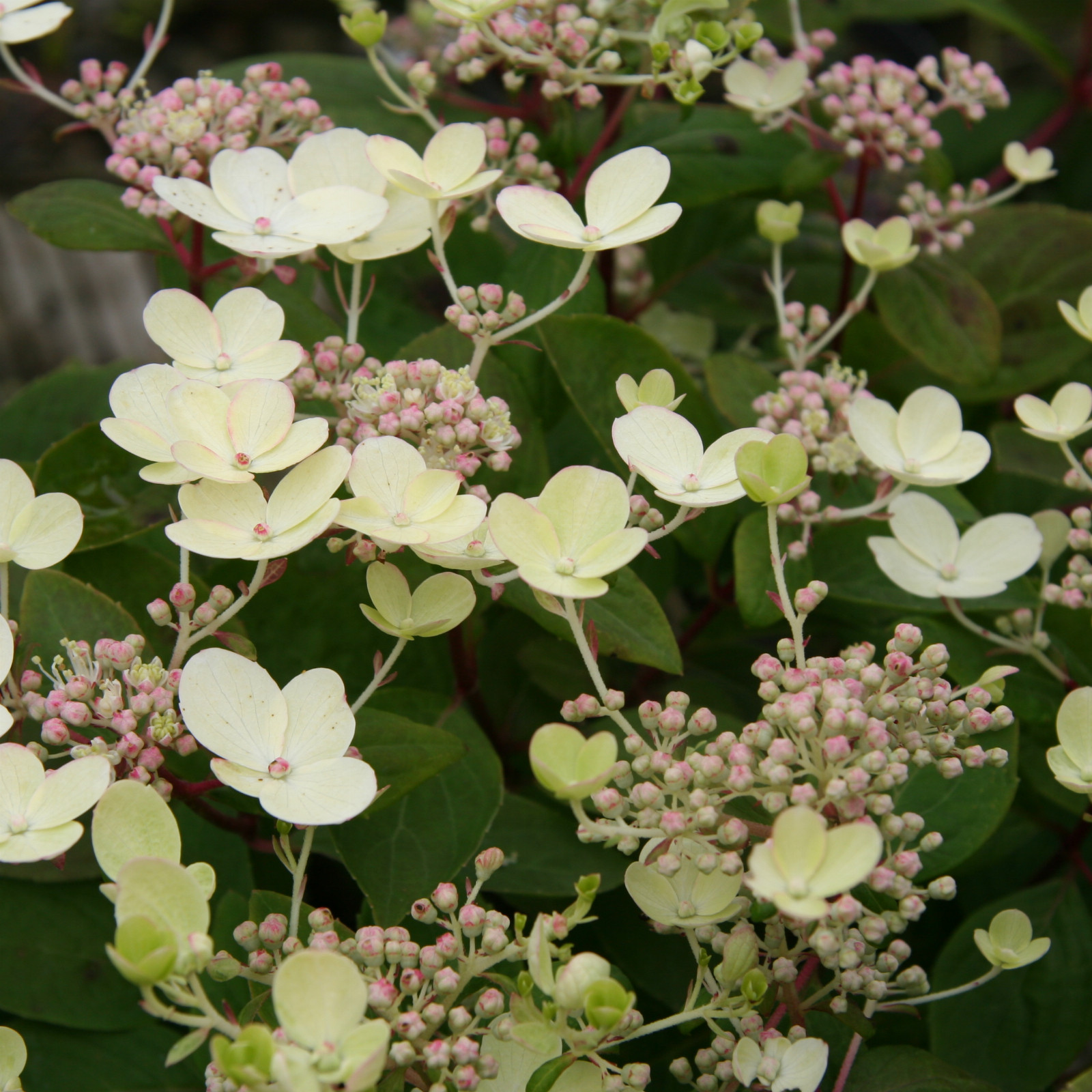 HYDRANGEA paniculata 'Bulk' (Early Sensation) hydrangea paniculé
