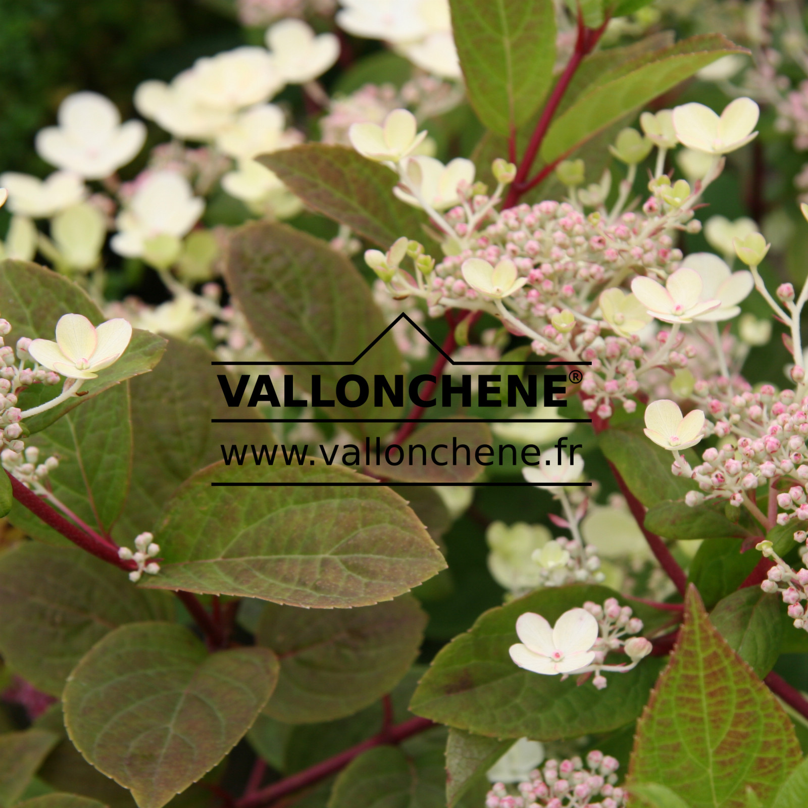 HYDRANGEA paniculata ‚Bulk‘ (Early Sensation) en Juillet