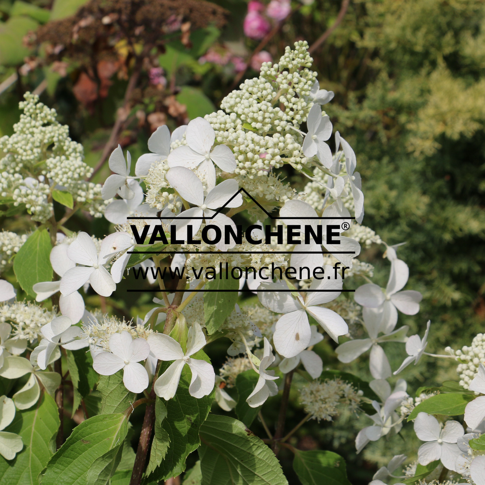 HYDRANGEA paniculata ‘Butterfly’ (R) en Septembre
