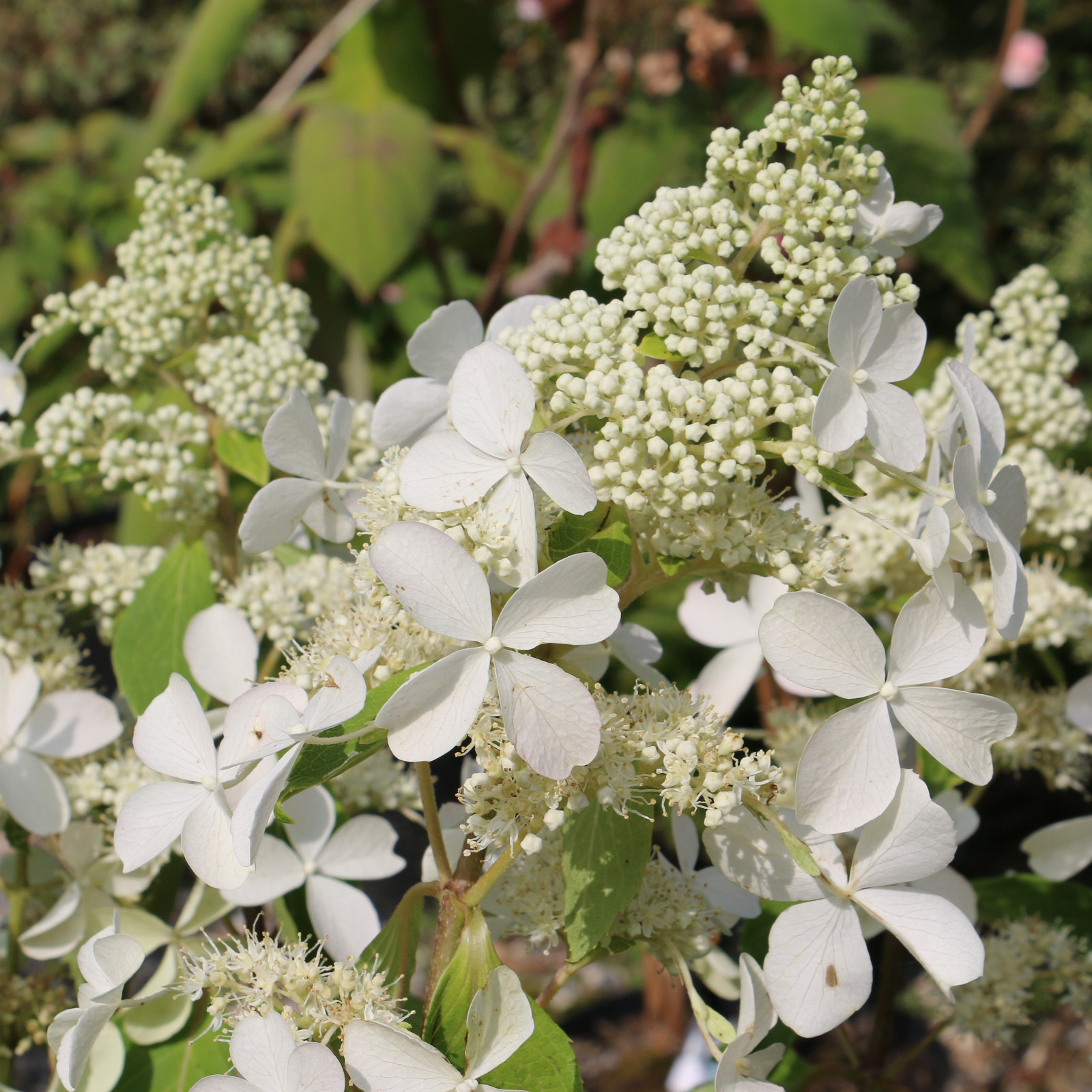 HYDRANGEA paniculata ‘Butterfly’ (R) en Septembre