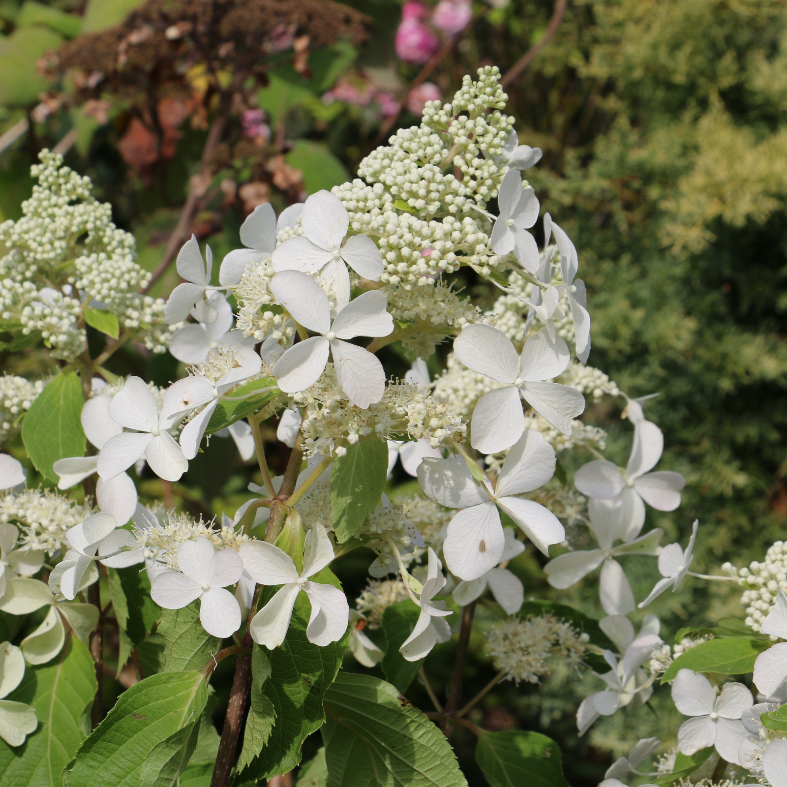 HYDRANGEA paniculata ‘Butterfly’ (R) en Septembre