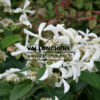 HYDRANGEA paniculata Great Star (R) 'Le Vasterival' cov en Août