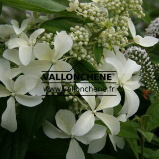 HYDRANGEA paniculata Great Star (R) 'Le Vasterival' cov en Juillet