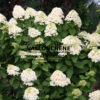 HYDRANGEA paniculata ‘Limelight’ en Août