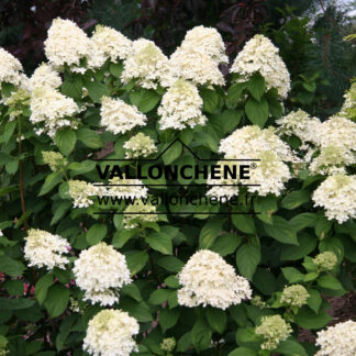 HYDRANGEA paniculata 'Limelight' en Août