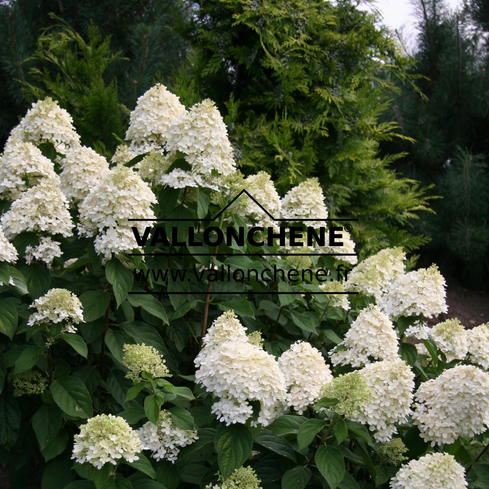 HYDRANGEA paniculata ‚Limelight‘ en Août