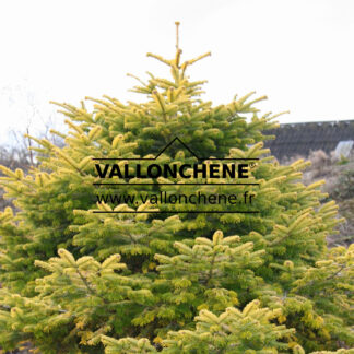 ABIES nordmanniana 'Golden Spreader' en Mars