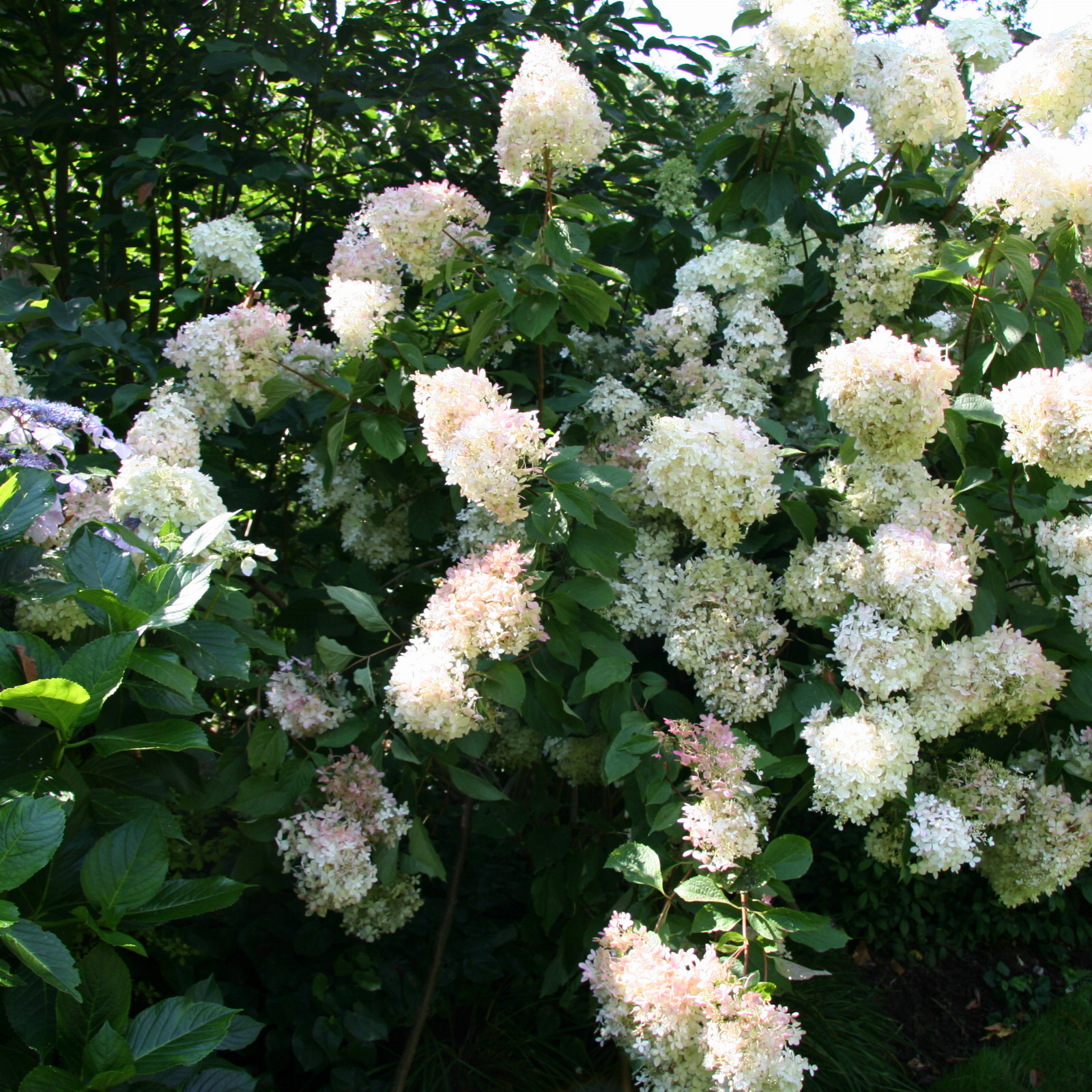 HYDRANGEA paniculata 'Phantom' en Août