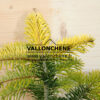 ABIES nordmanniana 'Midwinter Gold' en Décembre