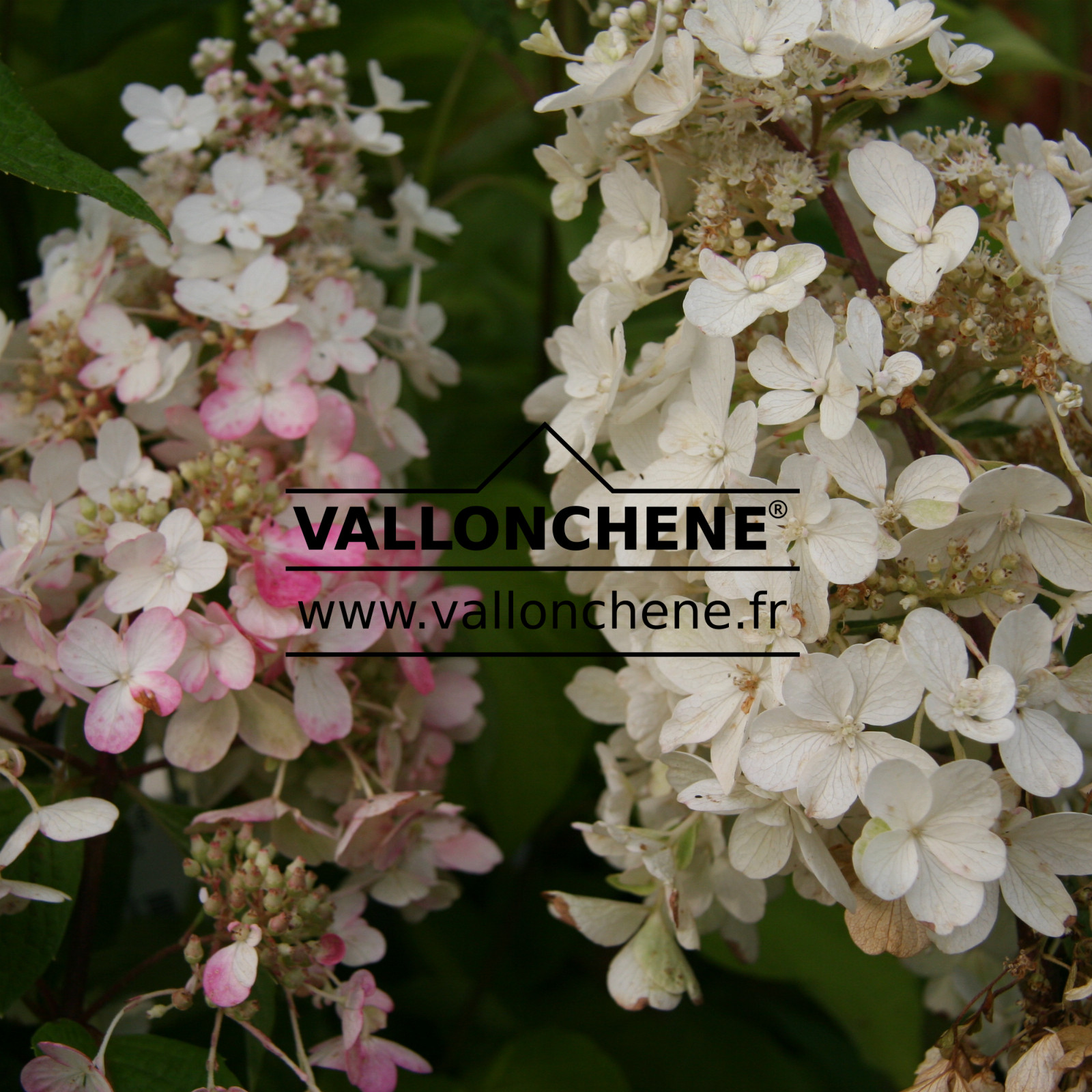 HYDRANGEA paniculata 'Pinky Winky' en Septembre