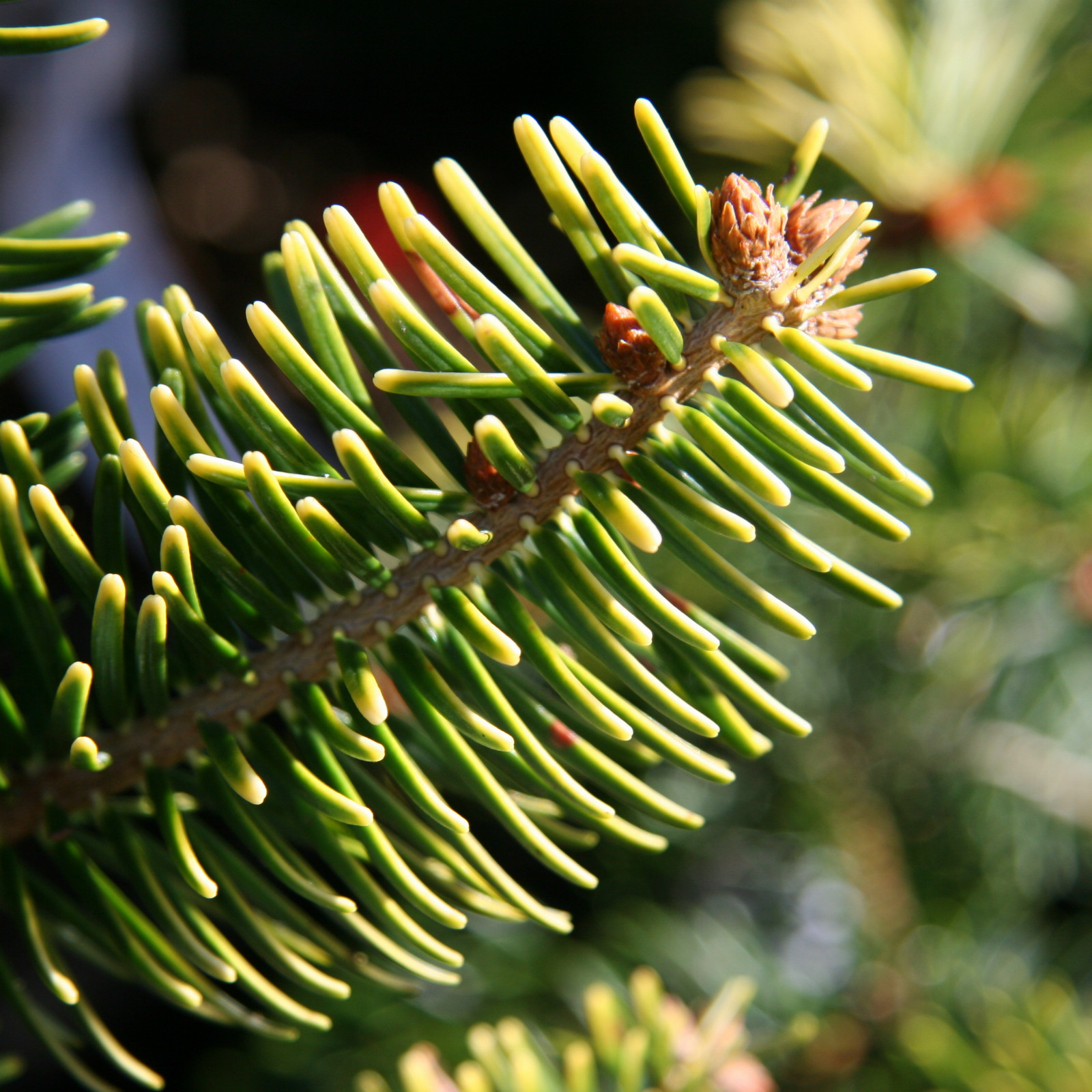 ABIES nordmanniana 'Midwinter Gold' en Octobre