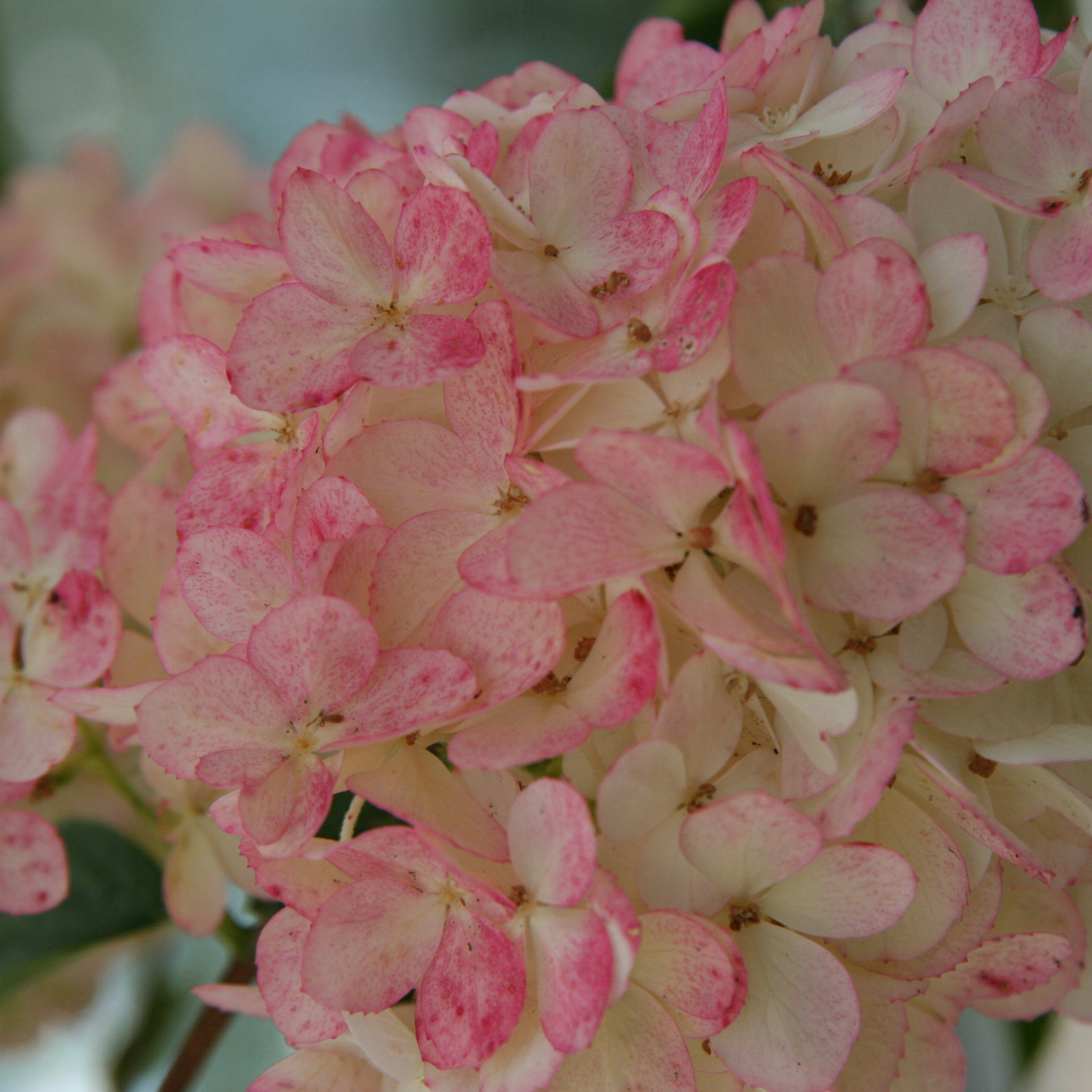 HYDRANGEA paniculata ‘Vanille Fraise’ en Août