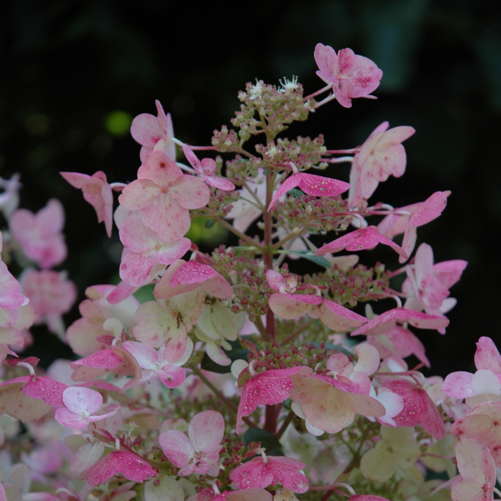 HYDRANGEA paniculata 'Wim's Red' en Août